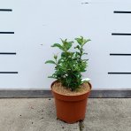 Budleja Dávidova (Buddleja Davidii) ‘LITTLE RUBY BUTTERFLY CANDY’® - výška 20-30 cm, kont. C2L